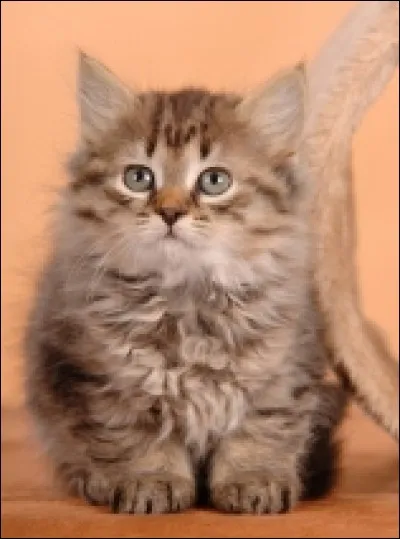 Quelle est cette race ?