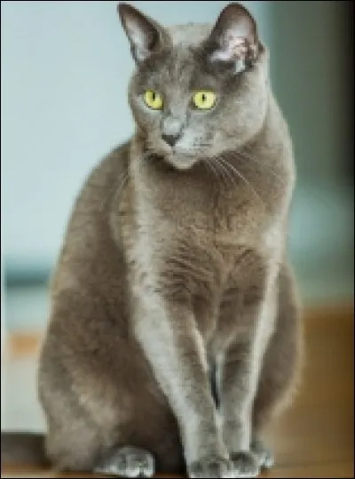 Quelle est cette race ?