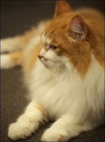 Quelle est cette race ?