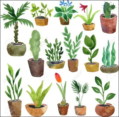 Si ton prénom commence par la lettre S, P, N, M,T, U, W, X ou Z, quel nom de plante commence par la première lettre de ton prénom ?