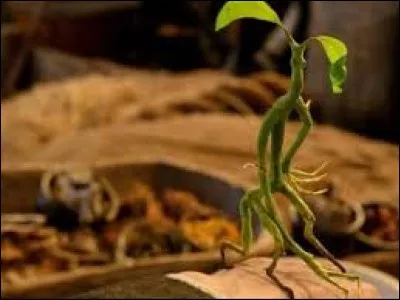 Comment s'appelle le Botruc de Norbert Dragonneau ?