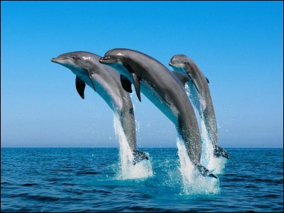 Les dauphins font partie de la famille des :