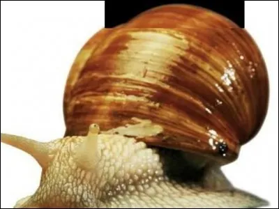 Les escargots ont des dents :