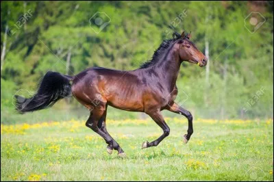 Au galop, il faut...