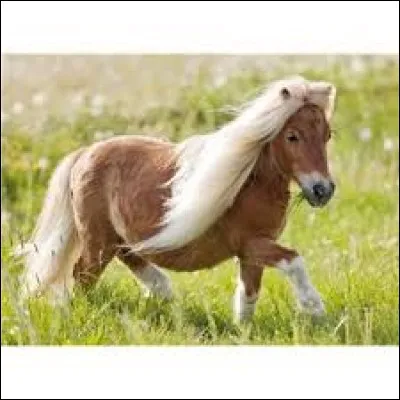 Que sont les Pony-Games ?