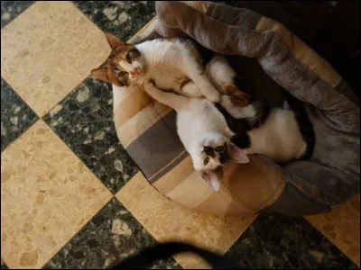 Il a chanté "La Maman des Poissons" !