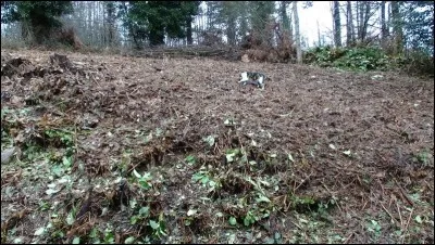 Qui a chanté "L'Arbre va Tomber" ?