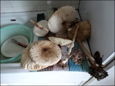 Qui a chanté "Le Youki" ?