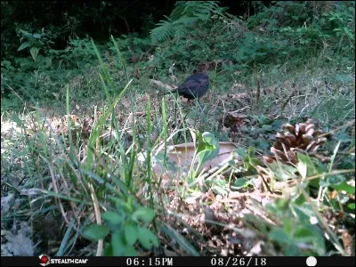 Comment peut-on s'imaginer, en voyant un vol d'hirondelle ...