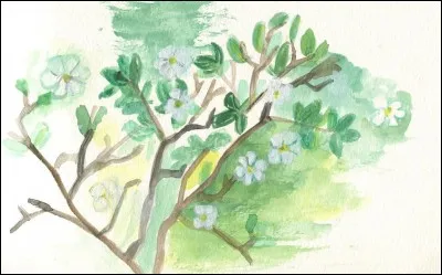 Quel est le nom de cet arbre tropical ?