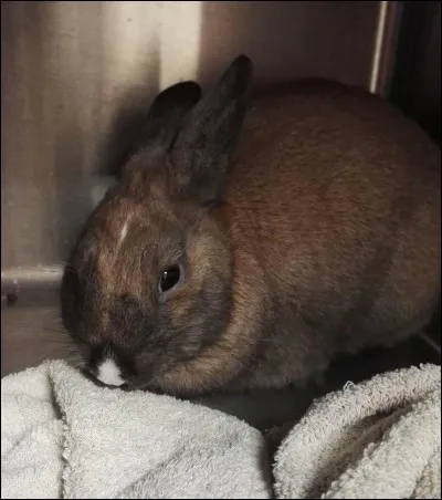 Qu'est-ce qui peut améliorer l'entente dans un couple de lapins ?