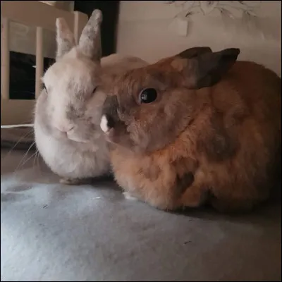 La cohabitation est possible entre :