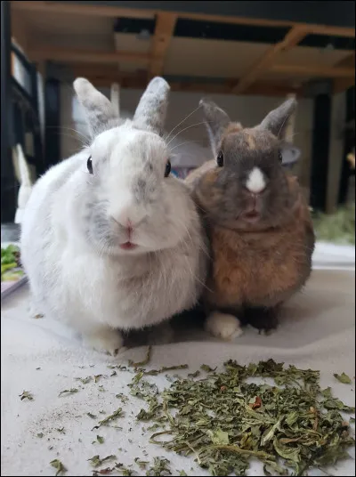 Quelle est la meilleure des cohabitations ?