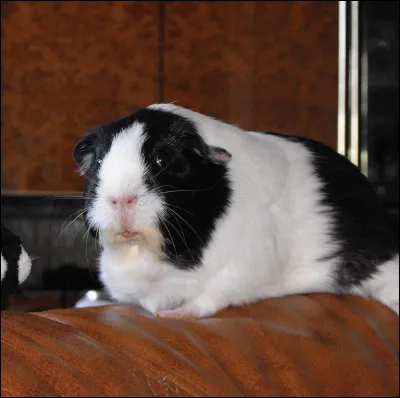 Le lapin et le cobaye peuvent-ils cohabiter ?