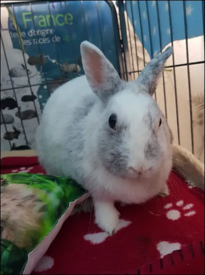 L'âge, la taille ou la race ont-elles une importance pour la cohabitation ?