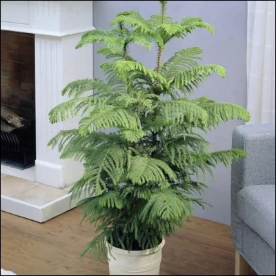 Quel est son nom français ?