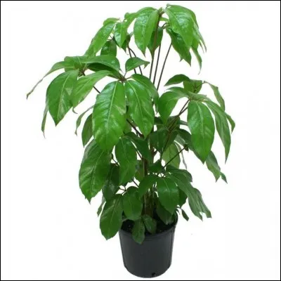 Quel est son nom français ?