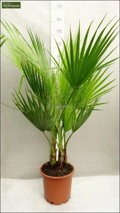 Quel est son nom latin ?