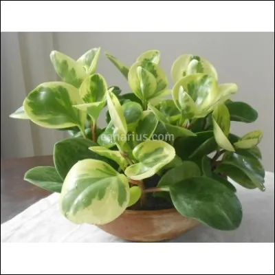 Quel est son nom latin ?