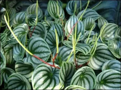 Quel est son nom latin ?