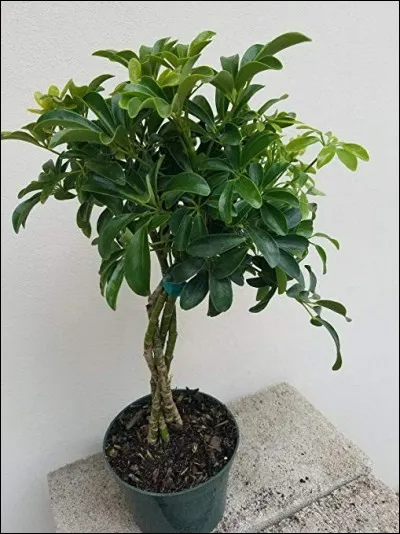 Quel est son nom latin ?