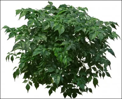 Quel est son nom latin ?