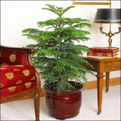 Quel est son nom latin ?