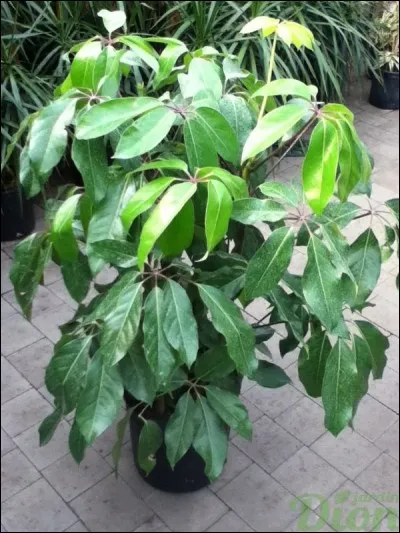 Quel est son nom latin ?