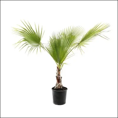 Quel est son nom français ?