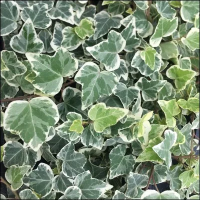 Quel est son nom français ?