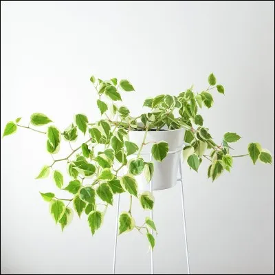 Quel est son nom français ?