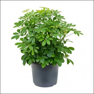 Quel est son nom français ?