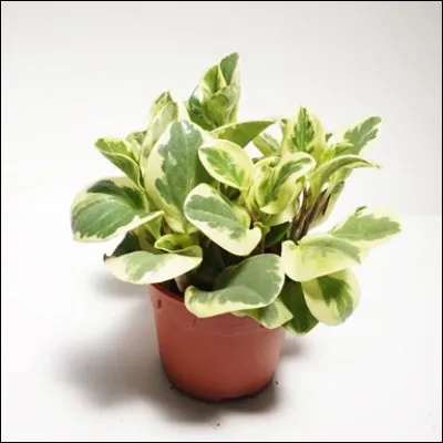 Quel est son nom français ?