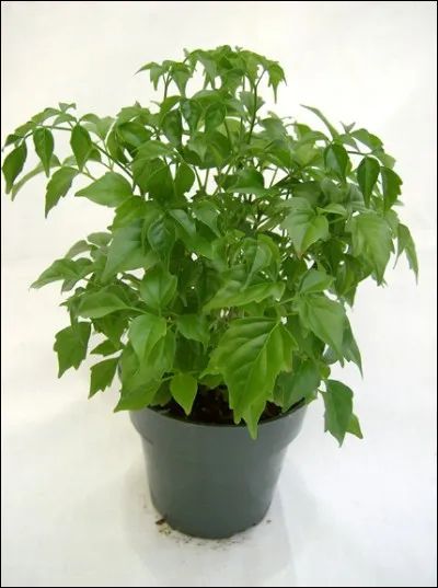 Quel est son nom français ?