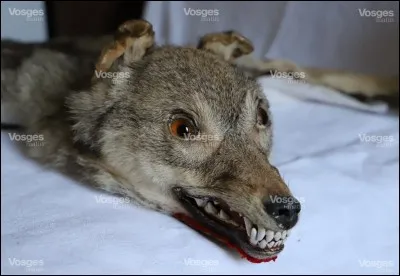 Le mot "loup" peut désigner...