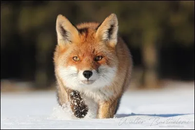 Qu'il est mignon, et rusé en plus ! Quel est son nom en irlandais ?