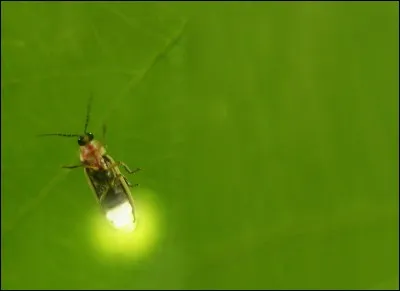 Si je vous dis « Mouche à feu », vous répondez :