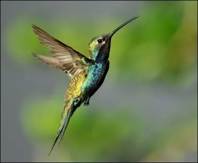 Si je vous dis « Oiseau-mouche », vous répondez :