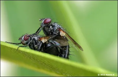 Si je vous dis « Enculer les mouches », vous répondez :