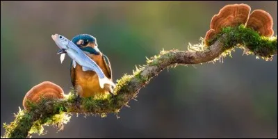 Si je vous dis « Fine-mouche », vous répondez :