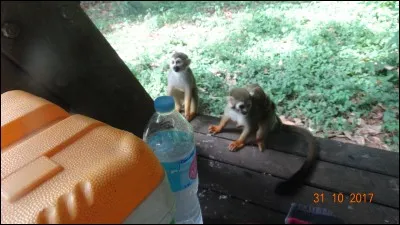 L'amour à la plage c'est bien, mais ce qui est embêtant, c'est le sable qui rentre dans les fesses !