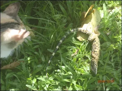 Et si je vous disais "Always the Sun", allez chiche ?