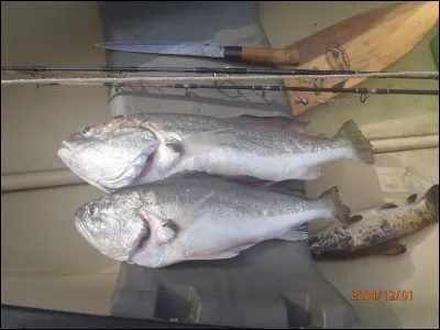 Vive les vacances - Les souris dansent - Et ça balance et ça romance !