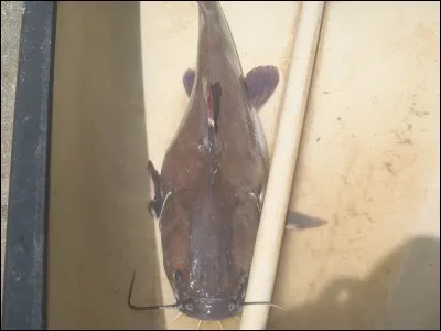 Chérie rentre il est grand temps - ton mari est très souffrant --- Mon mari est très souffrant - Qu'il prenne un médicament !