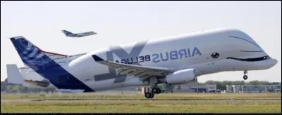 Quel est l'ancêtre du béluga ?