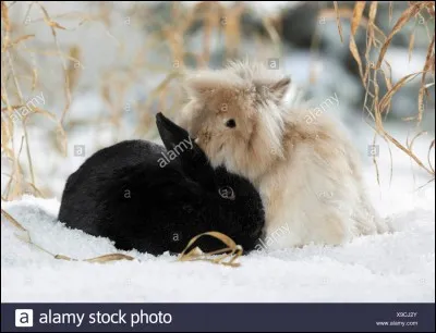 Les lapins viennent de...