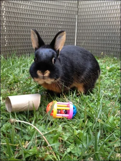Pour jouer, le lapin prend...