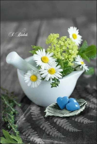 Parmi les 4 formes d'amour de la Grèce antique, quel mot désigne un amour proche de la charité et de l'altruisme ?