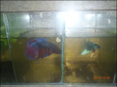 Insecte commun sous les pierres et dans les fruits, couramment appelé "perce-oreilles" !