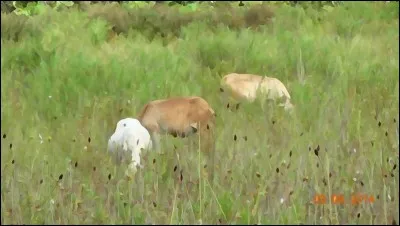 Congestion des tissus que recouvre le sabot du cheval!